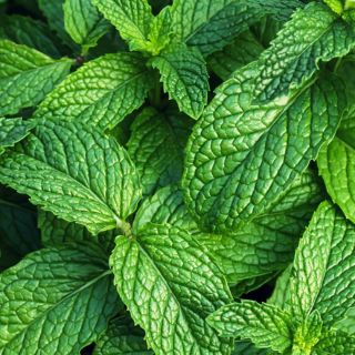 Uleiuri esențiale de mentă